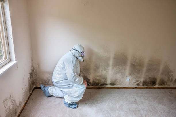 Best Post-Flood Mold Remediation in Chesapeake Ranch Estates, MD